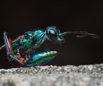 Examining the Link Between Sleep Alteration and Aging in Jewel Wasps