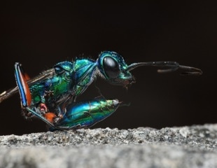 Examining the Link Between Sleep Alteration and Aging in Jewel Wasps