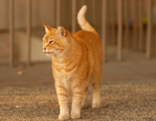 Uncovering the Bacterial Basis of Cat Scent Signals