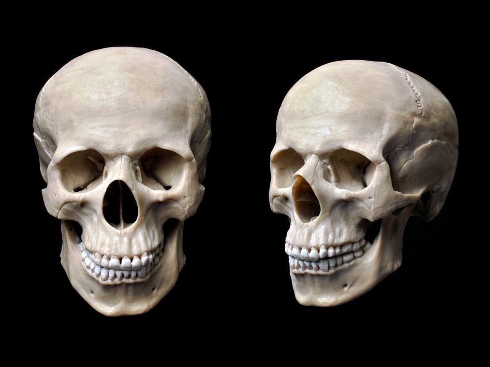Anatomically correct human skull model isolated on black background.