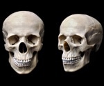 Insights Into the Genetic Landscape of Human Head Shape