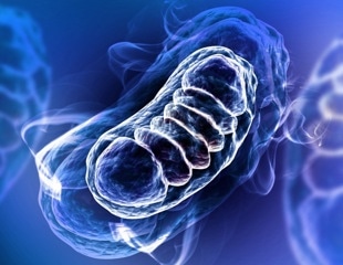 New Insights Into the Role of Mitochondria in Aging
