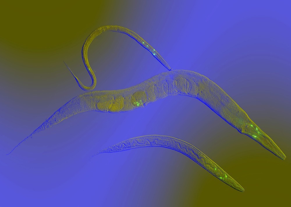 Caenorhabditis elegans is a free-living, transparent nematode, about 1 mm in length
