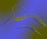 Unraveling the Molecular Basis of SIDT1 and SIDT2 in C. elegans