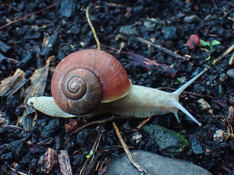 Uncovering Surprising Defense Mechanism in Karaftohelix Snails
