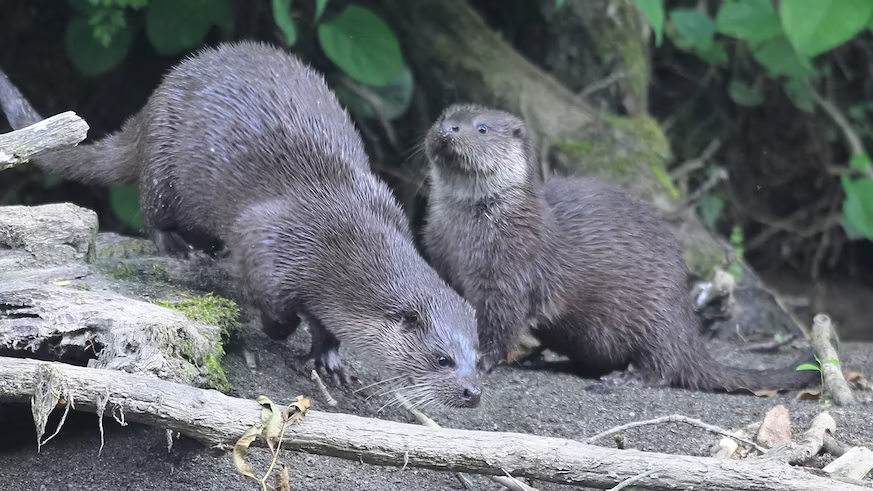 Genetic Insights into Otter Population Decline and Recovery