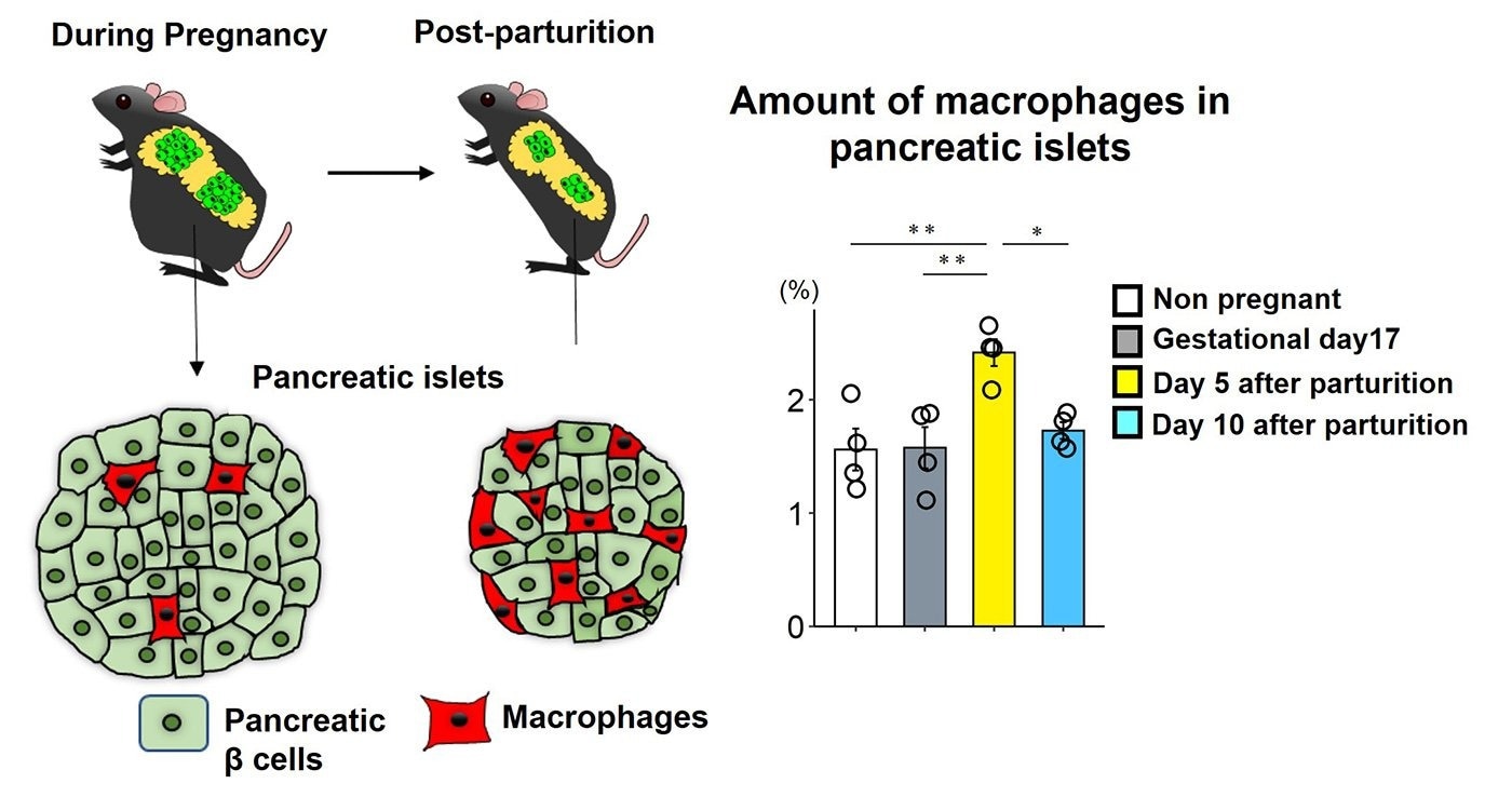 Unveiling the Dynamics of Pancreatic β-Cells