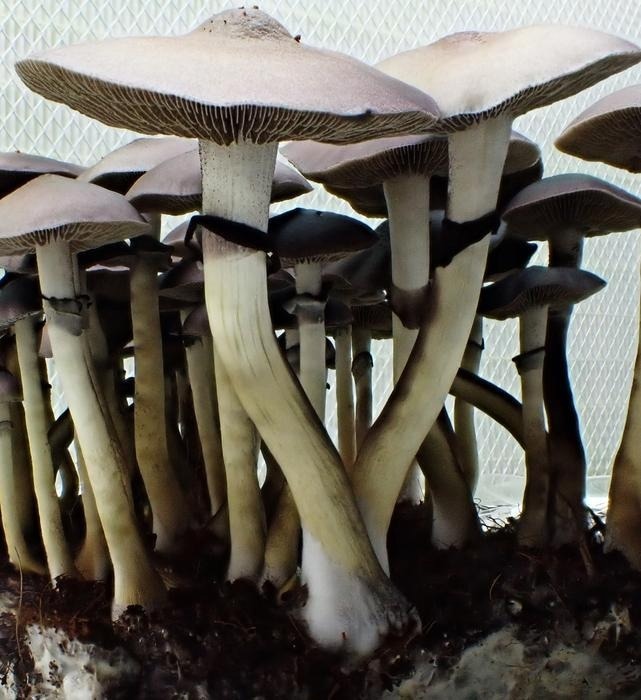 Unraveling the Genomic Secrets of Magic Mushrooms