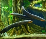 Revealing Electric Eels' Role in Environmental DNA Transfer