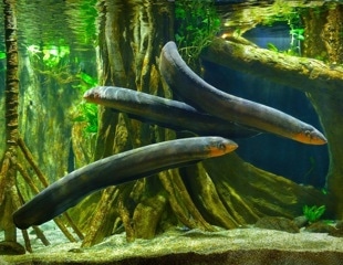 Revealing Electric Eels' Role in Environmental DNA Transfer