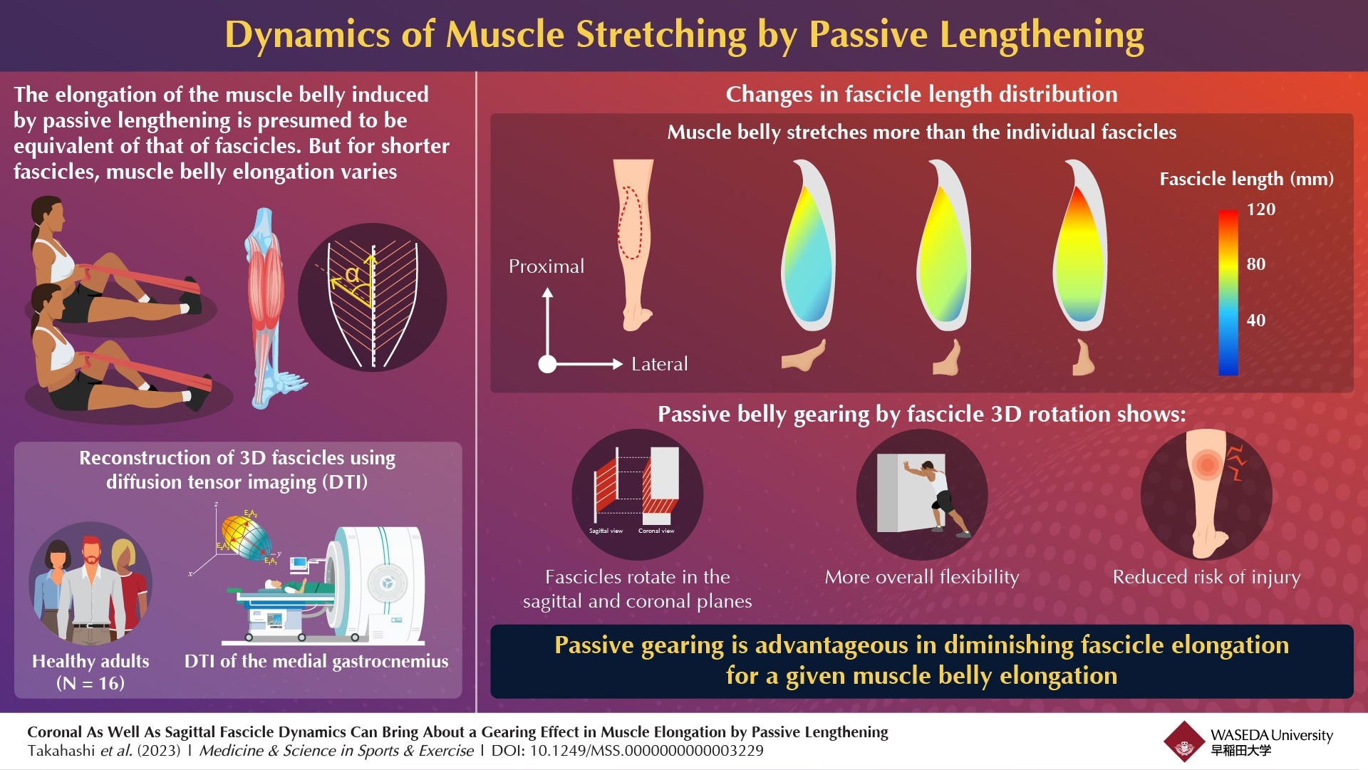 Fascicle Gearing Dynamics: Unveiling 3D Rotation Effects in Muscle Elongation