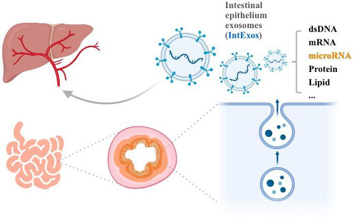 Unveiling the Role of Exosomes in Regulating Hepatic Lipid Metabolism