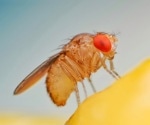 Unveiling ppGpp’s Surprising Role in Fruit Fly Sleep