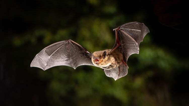 Insights from the Migratory Behavior of Mosquito Bats