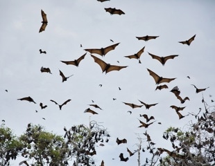 Insights from the Migratory Behavior of Mosquito Bats