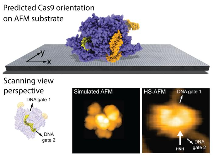The predicted orientation of the Cas9 protein on the AFM substrate is shown, and a simulated AFM image calculated in the scanning view perspective shows remarkable agreement with previous HS-AFM imaging. HS-AFM can reliably visualize functional relative motions of target DNA and Cas9 because the entry and exit gates of the DNA strand, which is located in a tunnel within the Cas9 structure, are not blocked by contacts with the APTES-mica substrate.