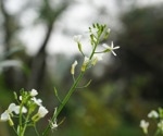 Arabidopsis thaliana’s Pioneering Role in Complete Genome Sequencing