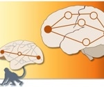 Exploring Brain Communication Through Polysynaptic Pathways