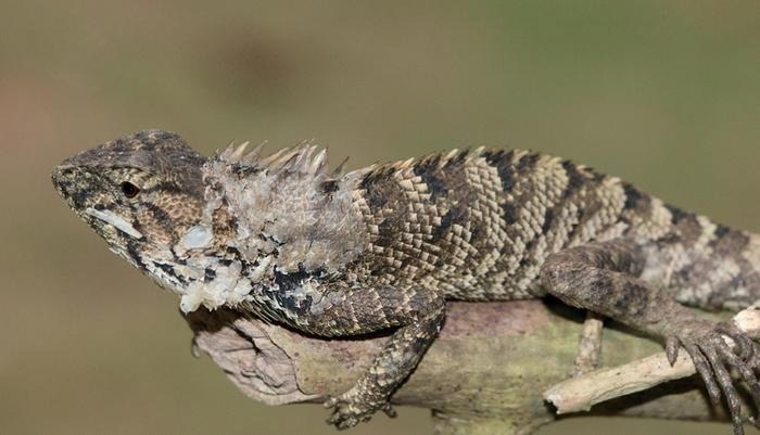 A Newly Discovered Species in Asia’s Reptile Realm