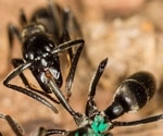 The Sophisticated Healthcare System of Matabele Ants