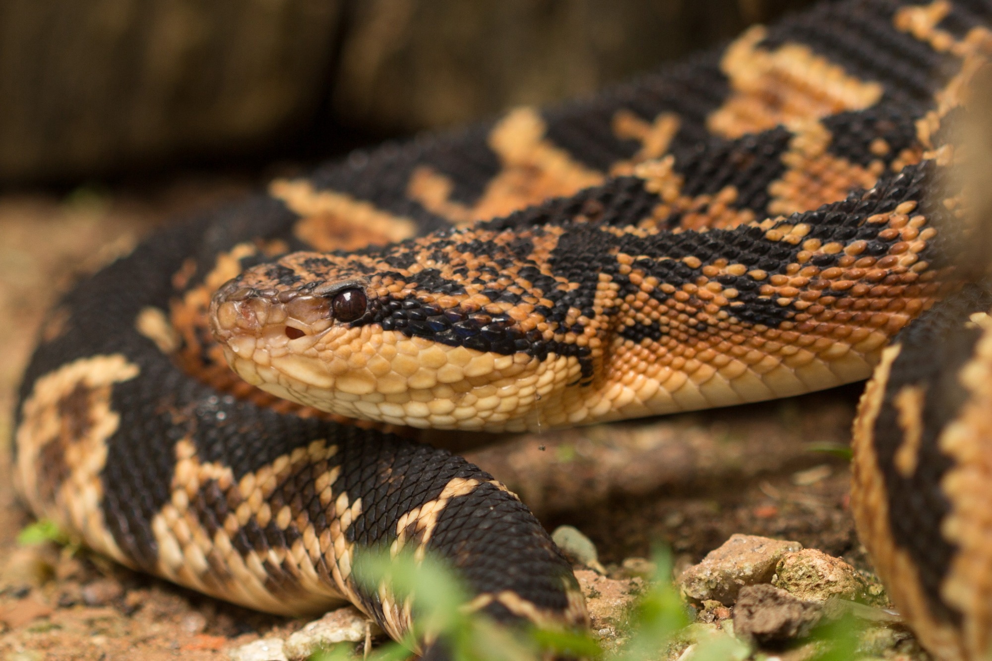 Novel Peptides from South American Bushmaster and Pit Viper