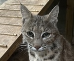 Conservation Science Leaps Forward: UF Research Deciphers Bobcat DNA from Tracks