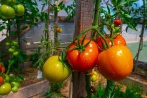 Uncovering How Tomatoes Fight Off Notorious Blight