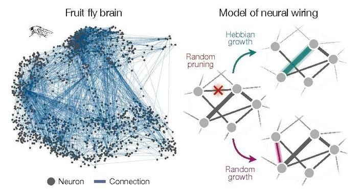 Unraveling the Mystery of Super-Strong Neural Connections Across Species
