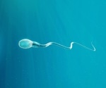 No Consistent Evidence for Sperm Quality Decreasing With Age