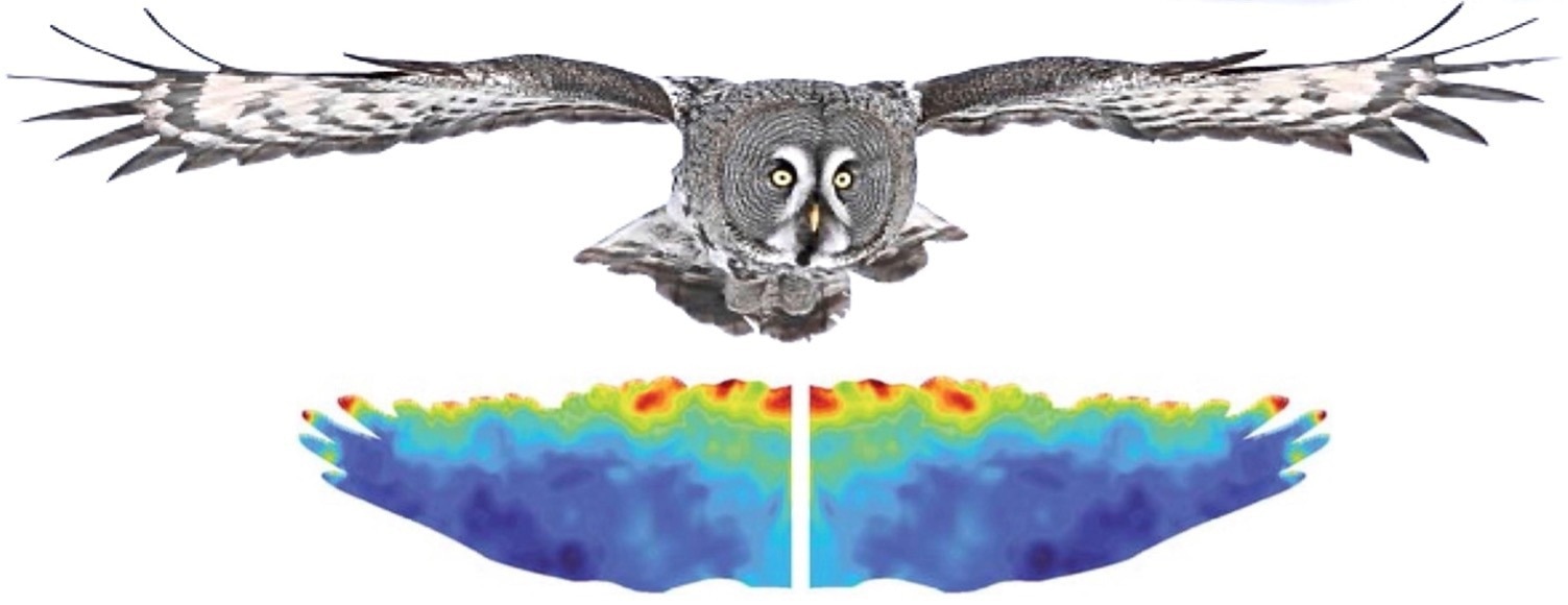 Uncovering the Secrets Behind the Silent Flight of Owls