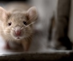 Pain-Triggered Oxytocin in the Brain Leads Mice to Shun Bullies