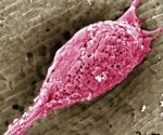 Plant Protein Drives Textured Cell Growth in Lab-Grown Meat
