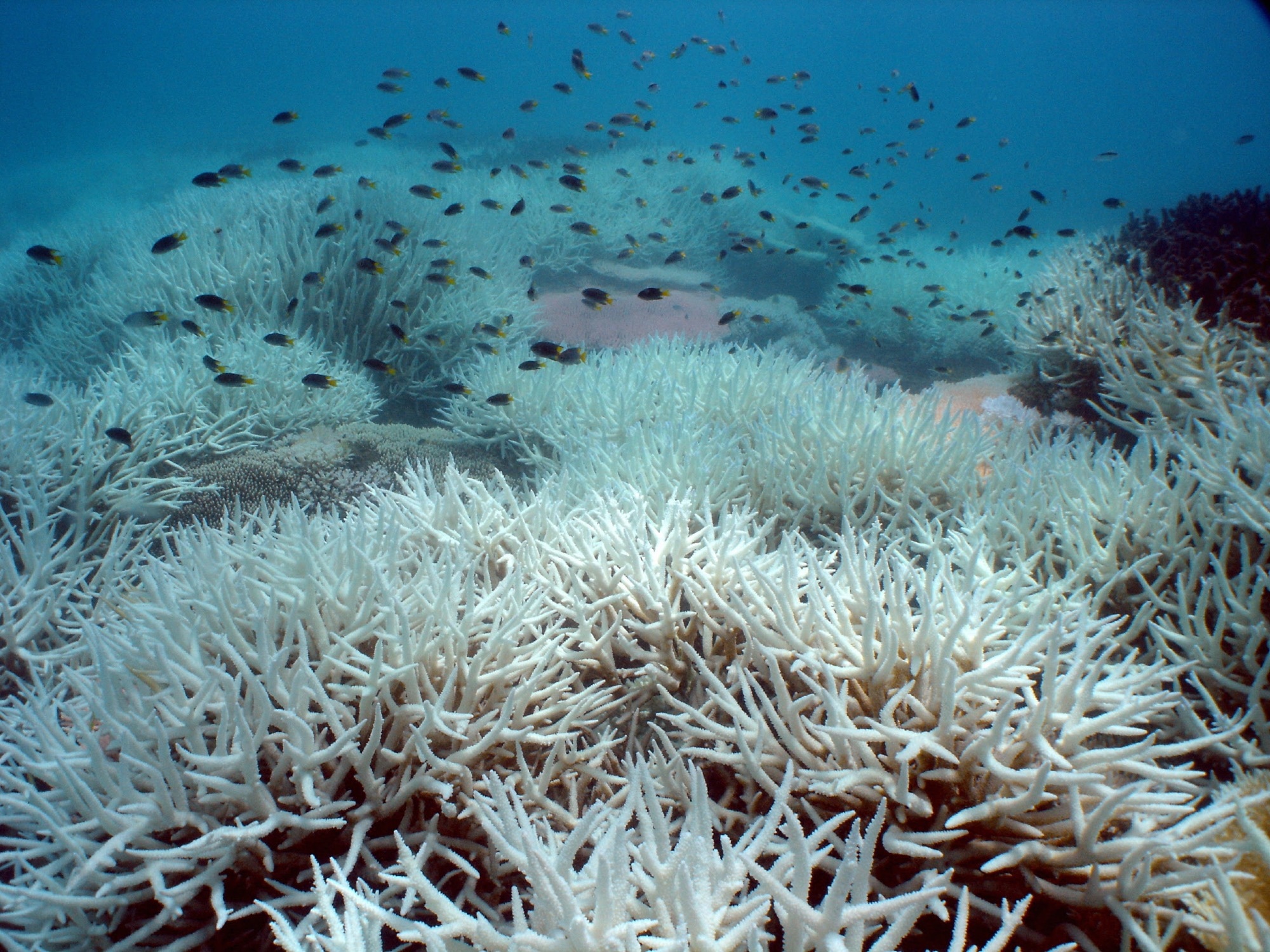 Csiro Study Shows Marine Heatwaves Have Significant Impact on Microorganisms