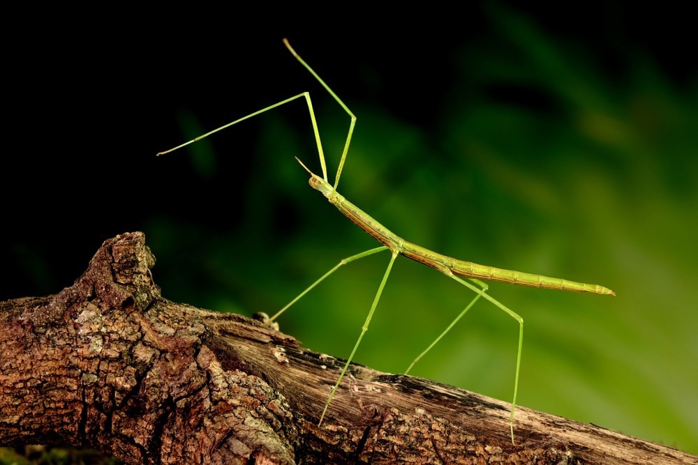 Stick insect or Phasmids (Phasmatodea or Phasmatoptera) also known as walking stick insects, stick-bugs, bug sticks or ghost insect.