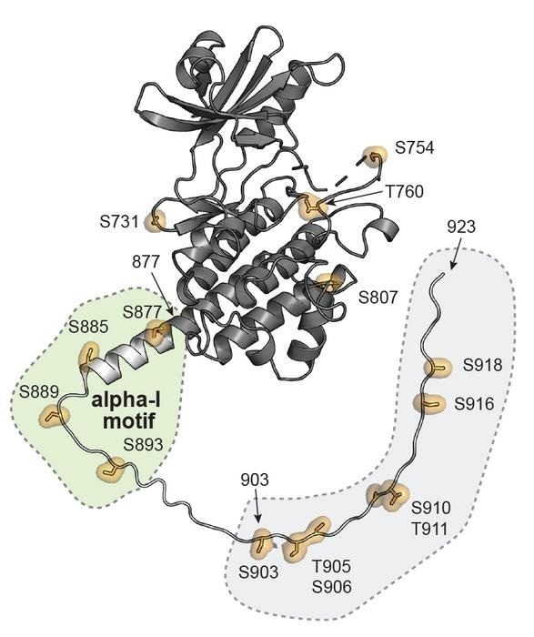 Identifying Phosphorylation Sites in Legume-Rhizobia Symbiosis