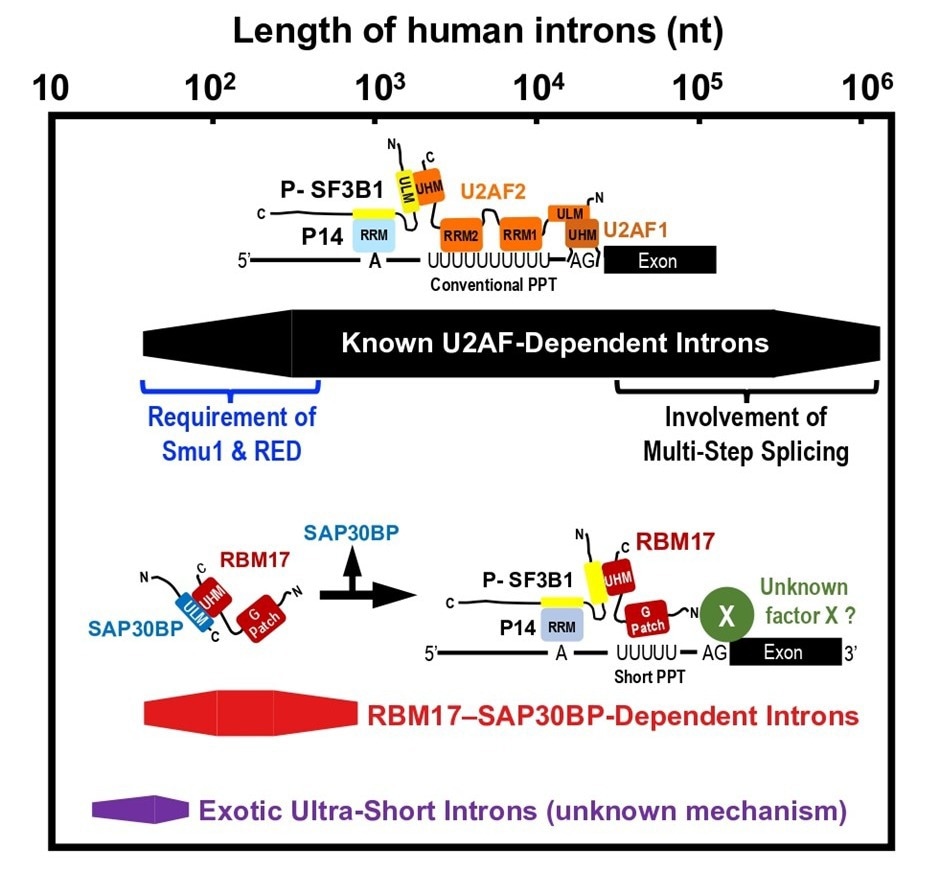 Discovery of a Subset of Human Short Introns That Are Spliced Out by a Novel Mechanism