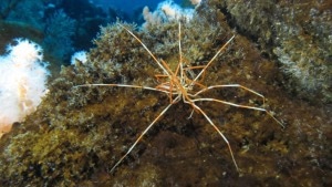 The Incredible Impact of the Giant Antarctic Sea Spider’s 140-Year Journey