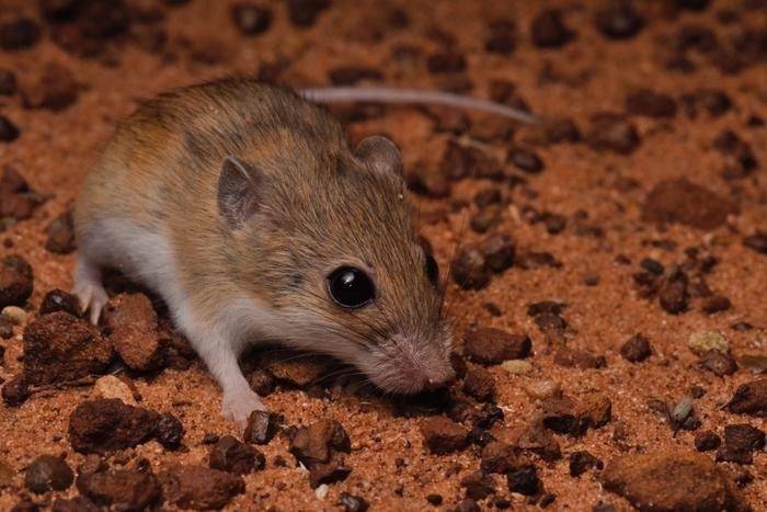 New Genetic Technology Uncovers Diversity in Delicate Mouse