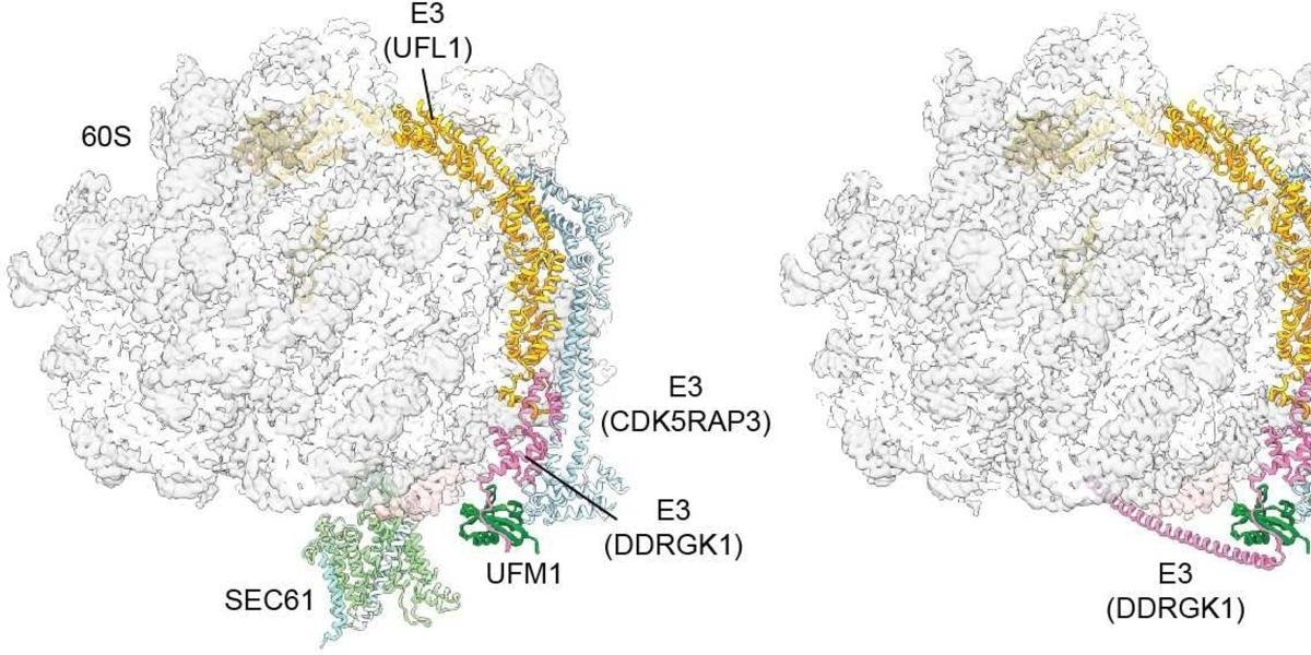 Decoding the Secrets of Ribosome Recycling at the Endoplasmic Reticulum