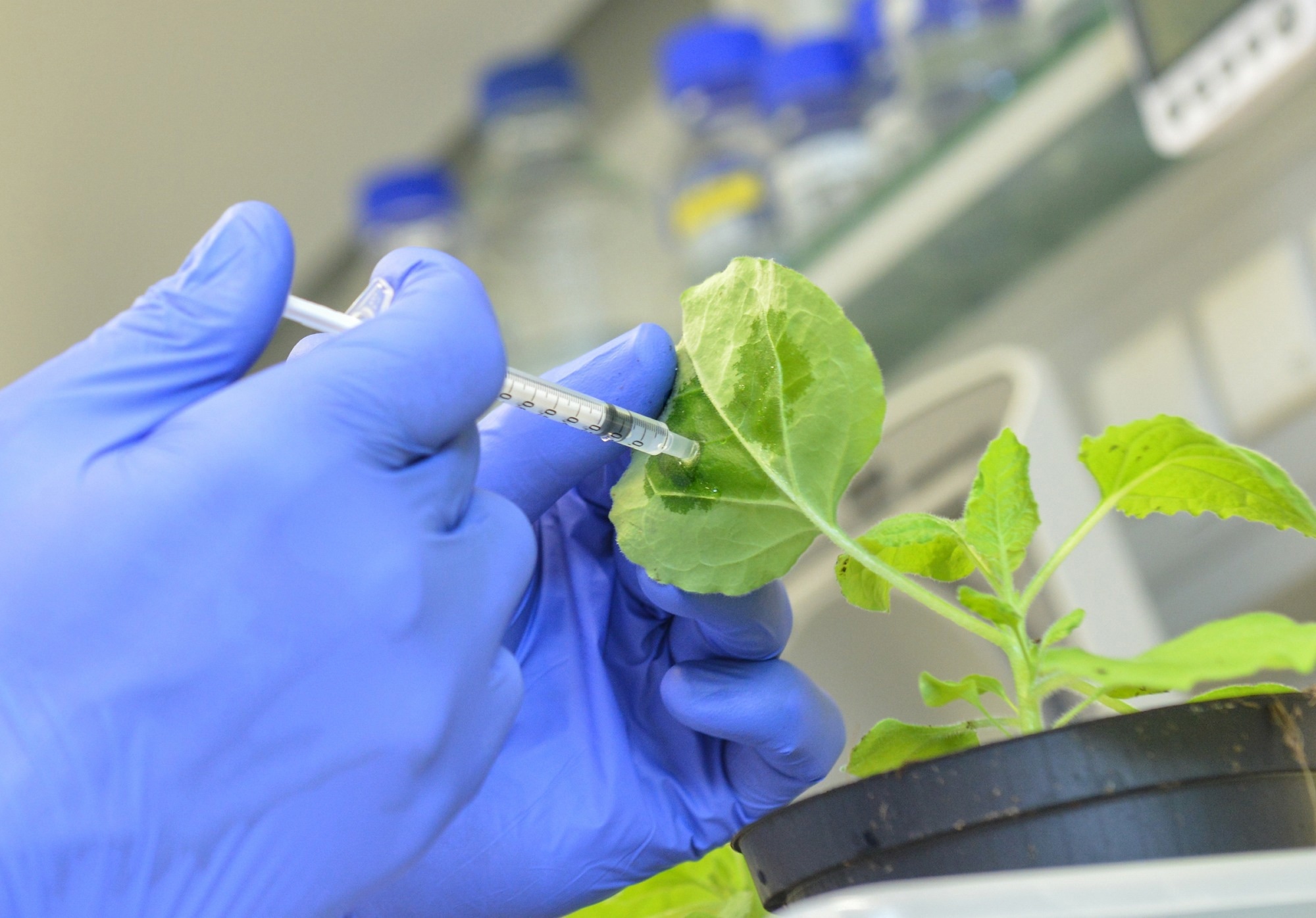 Using RNA or DNA-Based Substances for Plant Protection