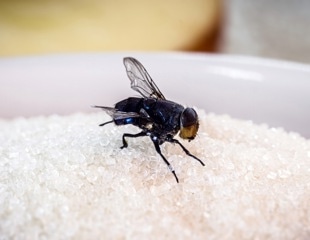 Unraveling the Complexities of Sugar Sensing in Insects