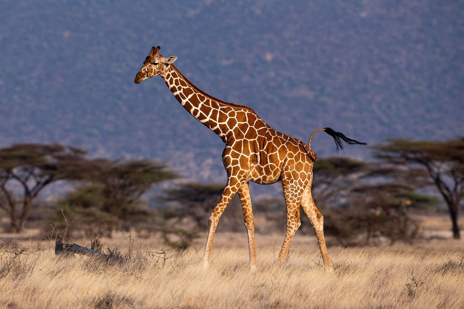 Widespread Gene Flow Marks Unique Evolutionary History in Giraffes