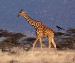 Widespread Gene Flow Marks Unique Evolutionary History in Giraffes
