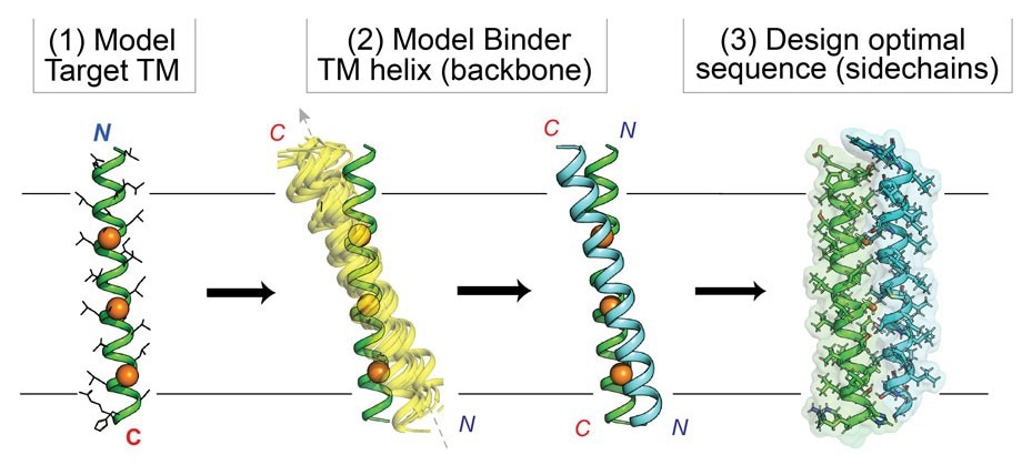 Scientists Design Proteins to Reach Hidden Cellular Targets