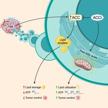 Targeting T Cell Metabolism to Boost Cancer Therapies