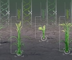 AI Tool Discovers Hidden Diversity in Major Crops