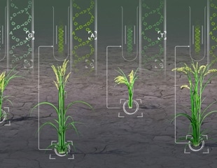 AI Tool Discovers Hidden Diversity in Major Crops
