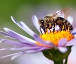 The Impact of Flowering Season on Bee Colony Survival