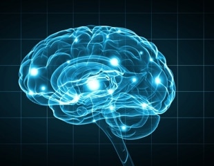 Study Sheds Light on Human Neocortex Evolution
