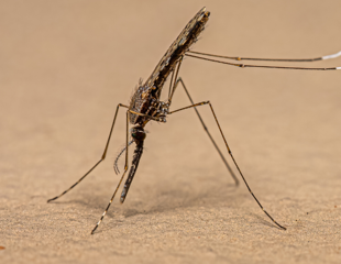 Researchers Advocate for “Pathogen Prospecting” to Fight Malaria